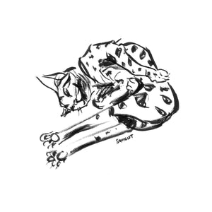 Bengal-Contortionist - Prints Of Squiglet Drawings For Sale